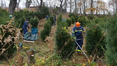 Arbeitseinsatz der THW-Jugend Radebeul in Meißen